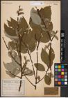 Foto von Salix caprea L.